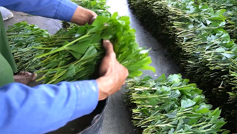 Nhúng hom keo vào dung dịch kích rễ